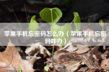 苹果手机忘密码怎么办（苹果手机忘密码咋办）